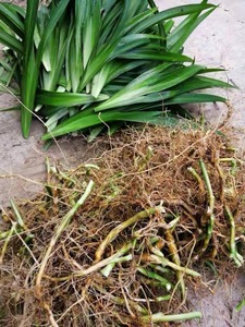 豆豉叶根扁竹兰根扁竹根蝴蝶花根铁扁担根扁竹根苗扁竹兰根苗