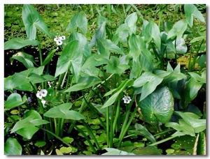 野生慈姑苗剪刀草苗燕尾草苗华夏慈姑苗茨菇苗白地栗绿化盆栽苗