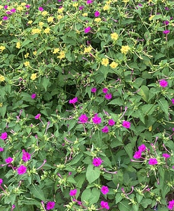 地雷花苗胭脂花盆栽紫茉莉盆栽粉豆花夜饭花状元花苗