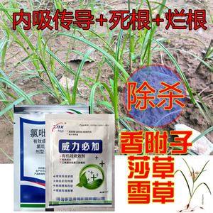 除香附子专用药除草剂莎草梭梭草三棱草回头青雪草内吸死根烂根