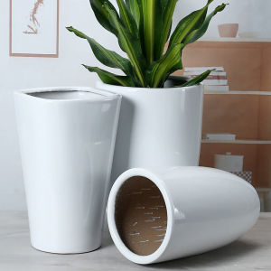 大花盆高装发财树