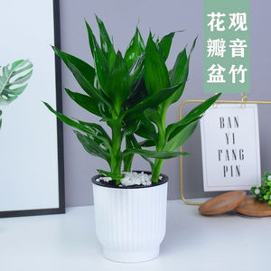 富桂竹水养水培植物客厅盆栽办公室室内转运竹绿植带花盆节节高