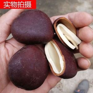 广西野生阴阳子500g肾果过江龙子木腰子泡酒料肾树宝中药材榼藤子