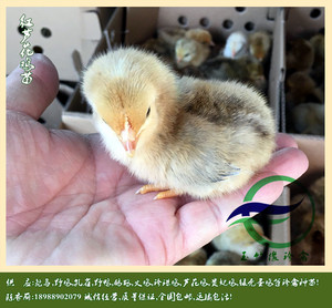 红芦花鸡苗,中速红芦花鸡公苗,金芦花公鸡毛色好,长速快,运输包活