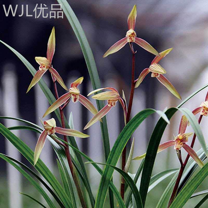 新品团购喜花里寒兰妖姬春兰品种 兰花苗 带花苞浓香室内绿植品