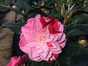 果果花卉茶花苗【津川娇】百变公主露天养植苗观茶花庭院阳台浓香