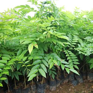 苗木黄花梨树苗海南黄花梨盆景名贵黄花梨树桩庭院盆栽黄花梨正宗