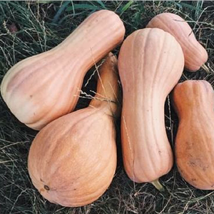 新鲜老南瓜 长南瓜 宝宝辅食 南瓜泥 粉糯香甜 新鲜蔬菜3斤