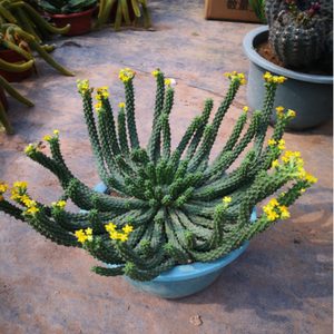 九头龙多肉植物