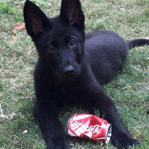 东德牧羊犬幼犬活体军犬警犬看家护院纯黑色大狼狗护卫犬大型猛犬