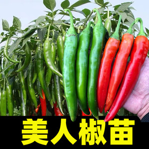 香辣美人椒秧苗种子春秋四季阳台干鲜高产红绿辣椒种籽穴盘苗直发