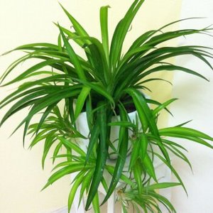 吊兰盆栽水培纯绿叶吊兰青叶吊兰室内阳台水培植物