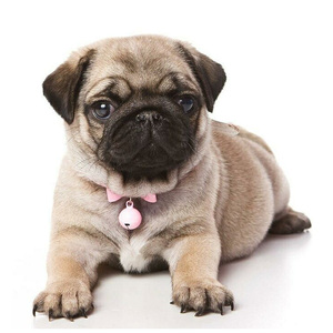 纯种巴哥犬幼犬活体短腿八哥犬幼犬家养小型犬哈巴小狗黑色宠物狗