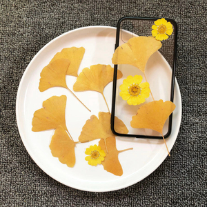 银杏叶diy做银杏叶花束材料手工缠花标本银杏叶树叶真新鲜叶工具