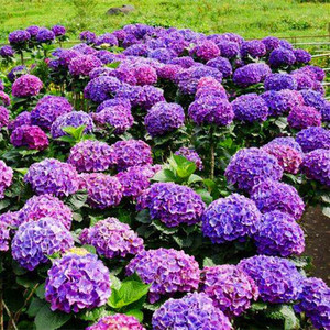 重瓣大花10年老桩绣球花苗无尽夏盆栽八仙花卉室内阳台庭院植物树