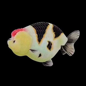 精品樱花兰寿金鱼观赏鱼三色奶牛寿玉兔活体小鱼苗冷水鱼