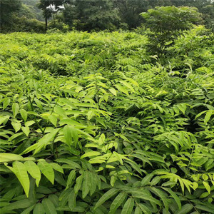 无患子树苗木患子小苗大树四季常绿珍贵中药名树绿化庭院名贵苗木