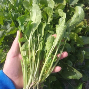 东北大叶臭菜种籽芝麻菜野菜种子春季秋四季阳台盆栽蔬菜种孑大全