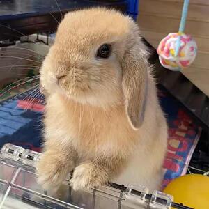 纯种宠物兔子活物美国进口双血统侏儒兔活体小型迷你茶杯兔长不大