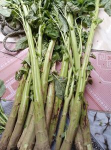 苋菜新鲜臭菜卤水原料杆干霉汉菜管包邮臭豆腐绍兴臭菜桔杆臭卤