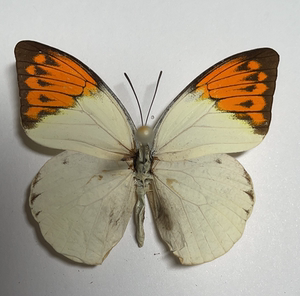 鹤顶粉蝶 errina亚种hebomoia glaucippe errina 原蝶真蝴蝶标本