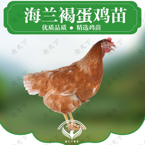多蛋鸡苗海兰褐产蛋鸡海兰灰土鸡苗活鸡苗粉壳蛋鸡产蛋王包活包邮