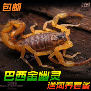 蝎子宠物巴西金幽灵蝎单性繁殖可群养造景宠物蝎沙漠蝎凶猛活体蝎
