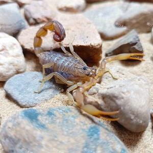 蝎子宠物刚果红鳄背蝎单性繁殖沙漠蝎 宠物蝎 新手入门