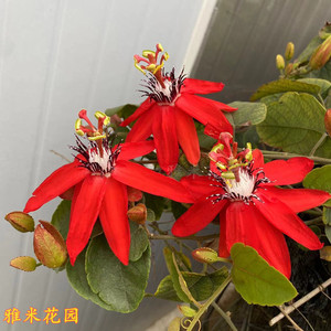 新品红花西番莲爬藤攀援植物洋红西番莲花苗阳台花架花廊庭院盆栽