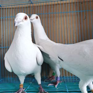鸽子纯白信鸽活体吴淞西翁火凤凰红二线红雨点成绩鸽子公棚鸽子成