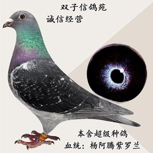 信鸽种鸽杨阿腾一对