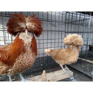 龙鳞鸡进口一代纯种鸡帽子鸡受精蛋活体双冠元宝鸡黑色元宝鸡包活