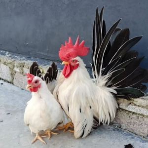 种蛋包活到家白波兰鸡月子鸡婆罗门鸡成年黑银鸡帝王白矮脚鸡活鸡