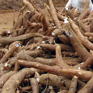 2022新货梅州客家 木薯粉 树番薯粉 树翻薯 萝卜丸粉 蕉岭大埔