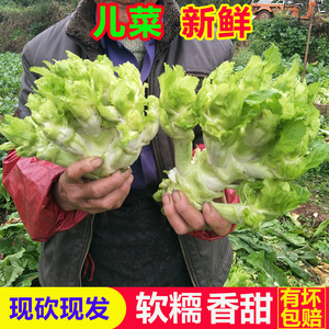 儿菜新鲜娃娃菜抱儿菜芥菜子母泡菜食用四川农家当季时令特色蔬菜