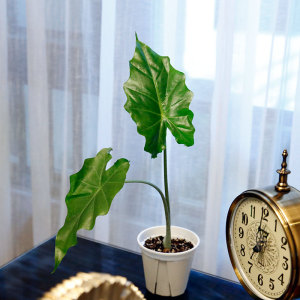 波尔图巨浪海芋 alocasia portora室内大型观叶绿植物进口盆栽