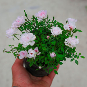日本姬乙女姬月季姬蔷薇迷你微盆景室内阳台桌面四季花开盆栽花卉