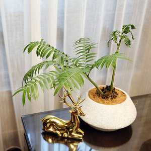 马蹄蕨大型蕨类植物观音莲座蕨观叶植物室内盆栽庭院网红蕨一叶蕨