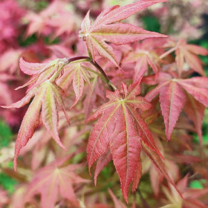 日本红枫 奶油桃子peachescream 进口枫树庭院花园植物观叶彩叶