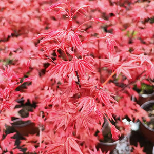 【日本枫树】出猩猩 经典两季红叶枫树庭院耐阴小乔木盆景