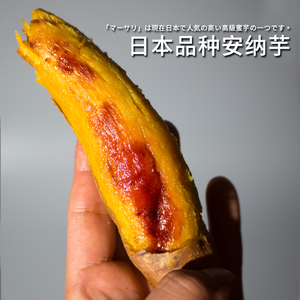 日本品种红薯安纳芋