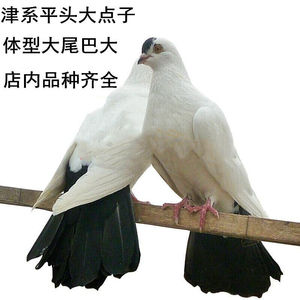 【大体津系点子鸽】观赏鸽子活体种鸽一对包邮包活大体黑点子鸽