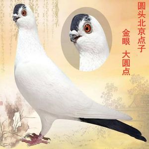 观赏鸽点子鸽子活体种鸽一对宠物鸽子老北京点子二嘴点子鸽青年鸽