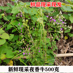 现采新鲜夜香牛 消山虎全草 寄色草染色草缩盖斑500克包邮