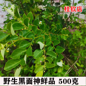 广西新鲜现采黑面神狗脚刺中草药乌漆臼枝叶钟旭草青凡木鬼画符