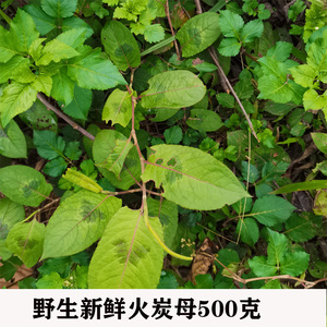 500克广西新鲜火炭母翅地利火炭星火炭藤白饭草白饭藤包邮