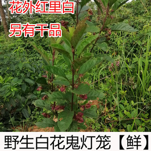 新鲜白花鬼灯笼根野生红花鬼灯笼土骨皮岗灯笼苦灯笼500g白花灯笼