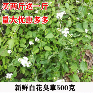 广西新鲜现采白花臭草胜红蓟臭垆草毛胜红中药材500克包邮