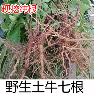 倒扣草