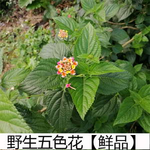野生新鲜五色花养龟五色梅马缨丹皮肤止痒草药臭五色花500g包邮